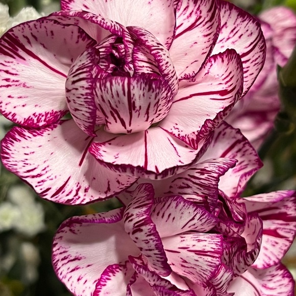 Meet your Posher, A Little Bit Extra!! - Picture 13 of 16